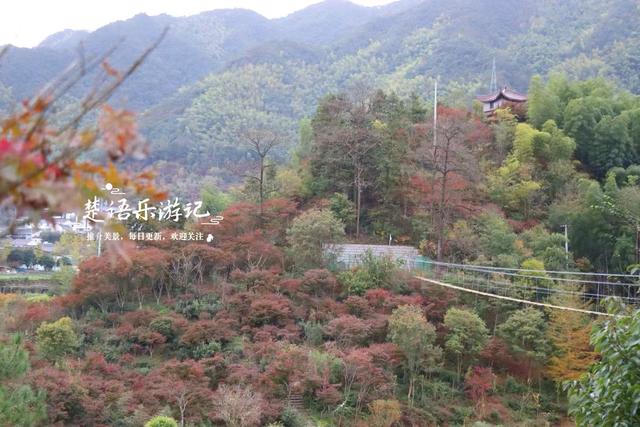 宁波余姚的夫妻银杏又火了，树边的溪上休闲空间超美，好拍又好玩