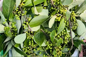 路边就能获取的3种香料，摘回家炒菜特好吃，第二种吃过的人最多图片