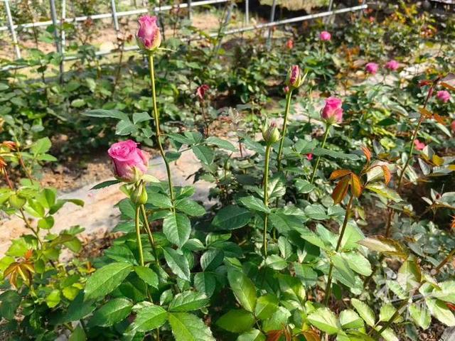 爆火全国的“偷甘蔗”，又是浙江人想出来的！橙柿专访“第一发明人”