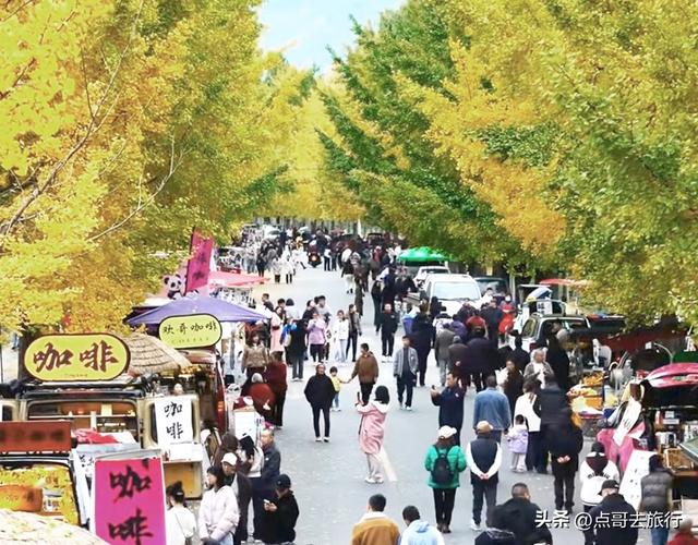 成都彭州被低估的场镇，3公里银杏长廊超级壮观，公交车直达！