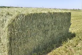 青储究竟是啥？为何每年的这个时候都要和小麦纠缠不清图片