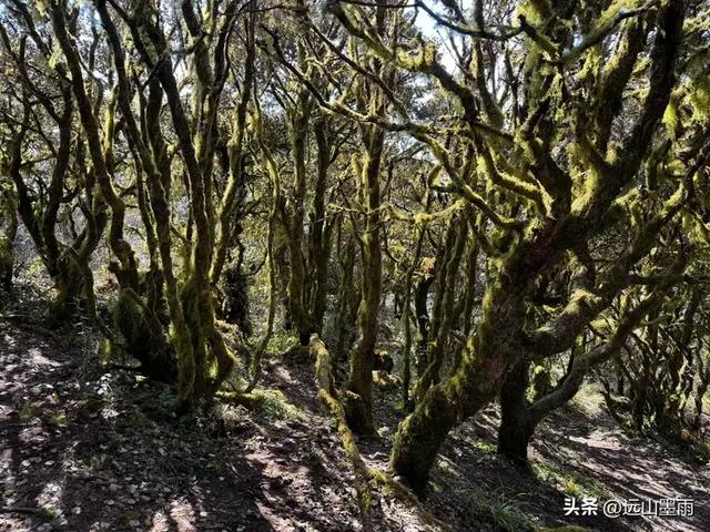 新年登高、祈愿美好，攀登富民金铜盆山，我们用徒步迎接2026