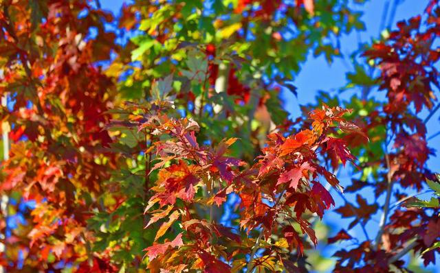 长春北湖公园：湖光秋色两相宜
