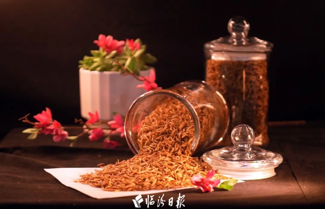 打造循环农业!乡宁驮涧村描绘生态农业与乡村振兴交织的壮美画卷
