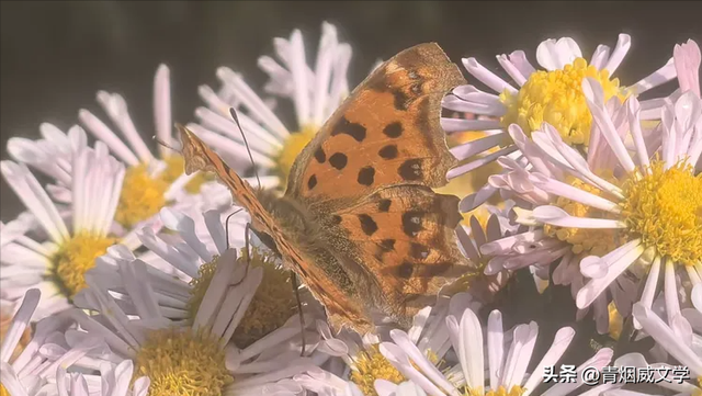 趵突菊韵 锦绣泉城