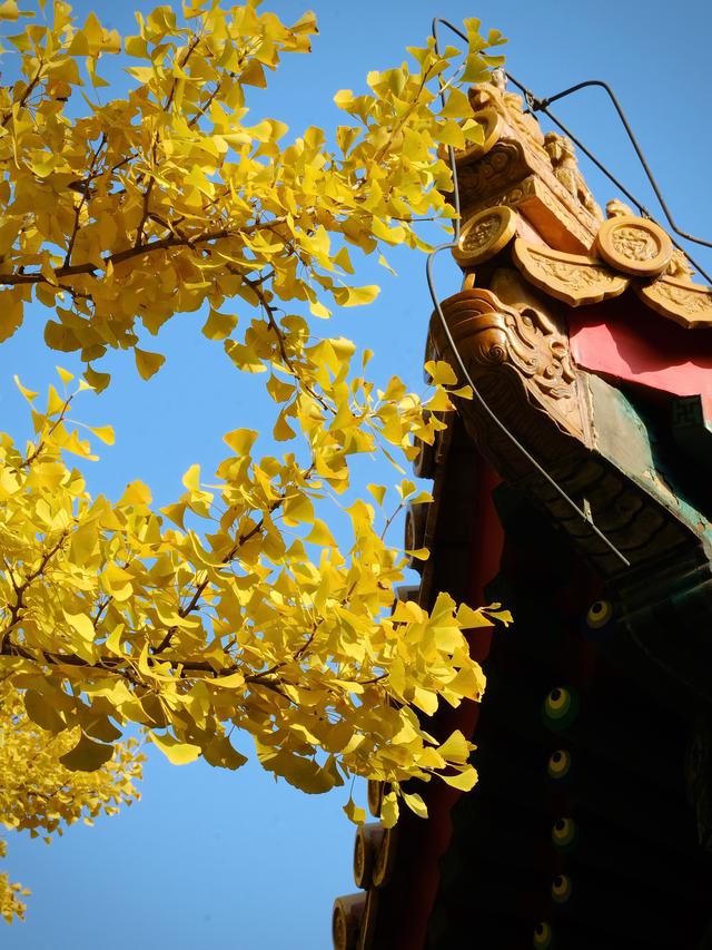 人间满目皆清欢，唯有银杏不负，秋金灿灿的银杏叶，金灿灿的海洋