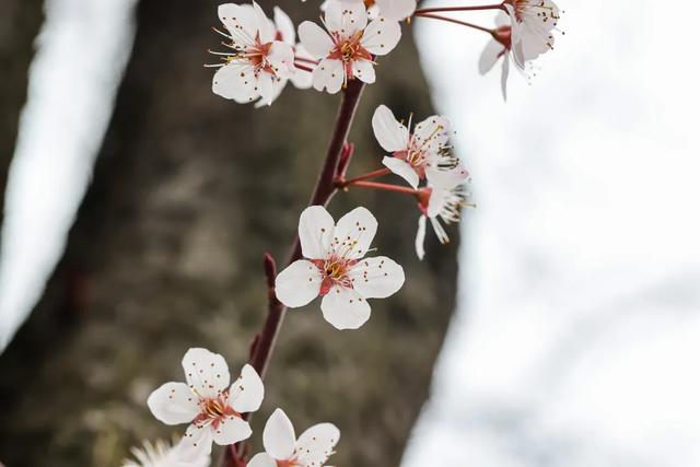 踏春好去处！贵州省植物园花开好啦