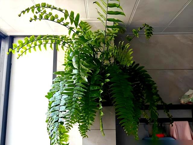“阴花不能进阳宅”，家里若有这5种花，请赶紧“搬出去”！