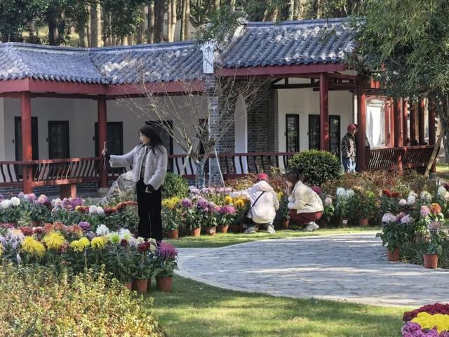 太美了！九江人私藏的赏菊地，错过等一年