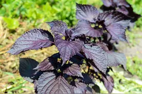 紫苏被誉为“东方香草”，有2000多年种植历史，全株是宝，别错过图片