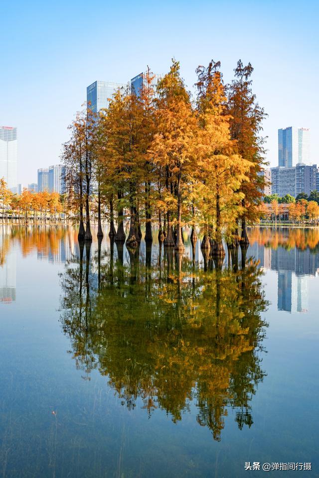 闯入佛山冬日油画！千灯湖落羽杉迎最佳观赏期，下午4点美到窒息
