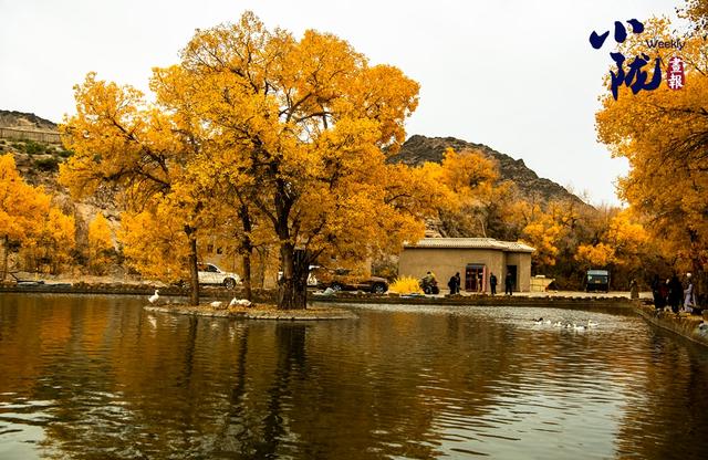【小陇画报·427期】多坝沟胡杨峡 隐藏着大西北的极致秋色