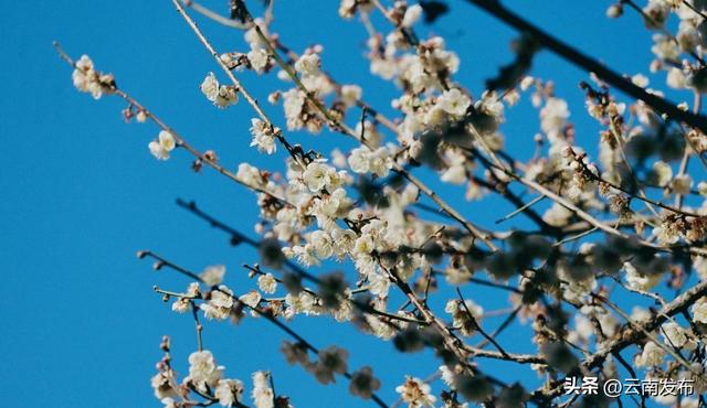 冬日到楚雄南华，赴一场“梅”好之约~