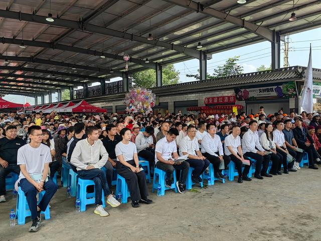 云南安宁市禄脿第十届葡萄文化旅游节开幕