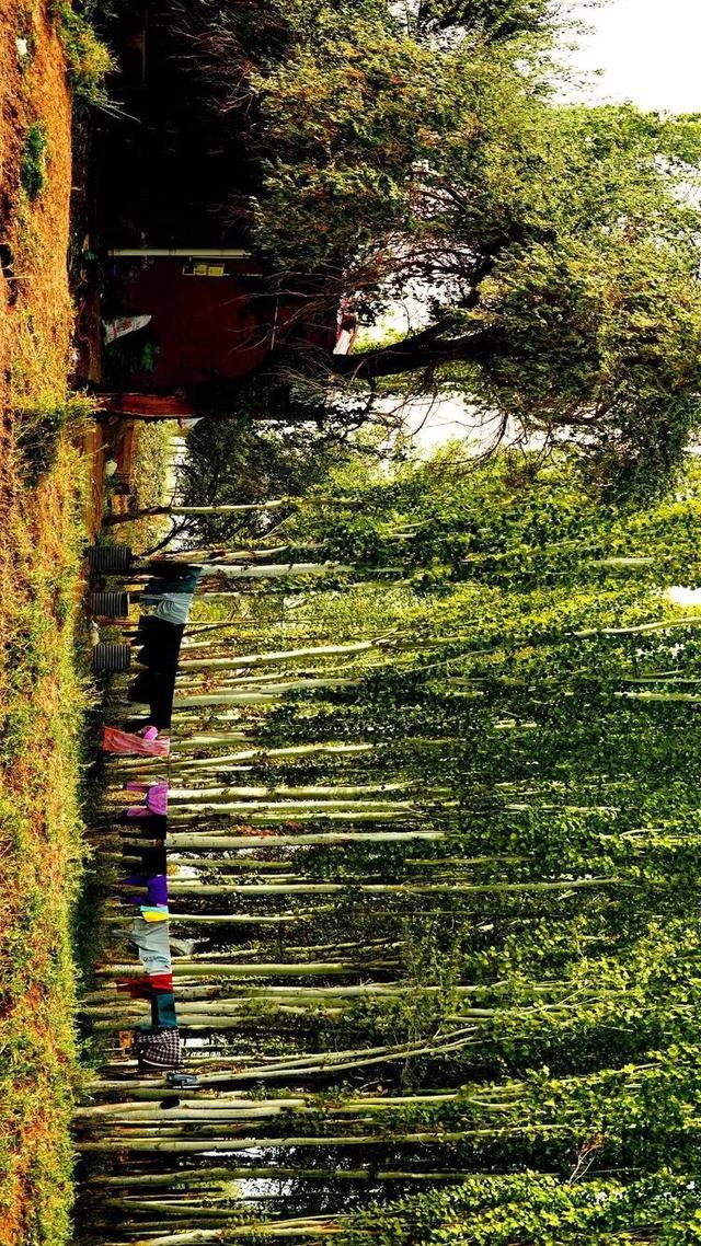 邢强 | 秋游南疆