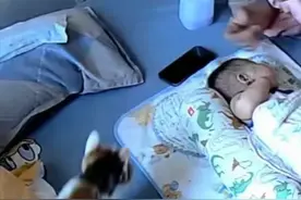 灵性猫咪守护小主人：一段关于忠诚与陪伴的感人故事图片
