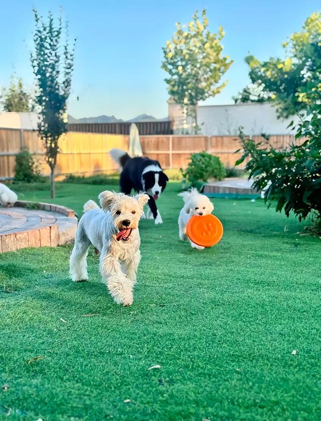 市集、萌宠、免费茶咖...粤海街道海珠社区生活节邀你解锁N种潮趣生活