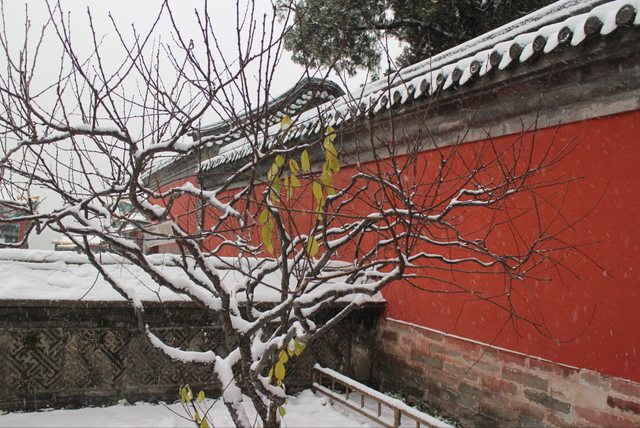 地坛网红树牌火了！“天塌了树撑着”刷屏，古园新生藏着城市温情