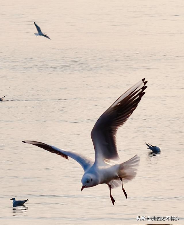 深圳湾观鸟：海舞鸟歌映盛世