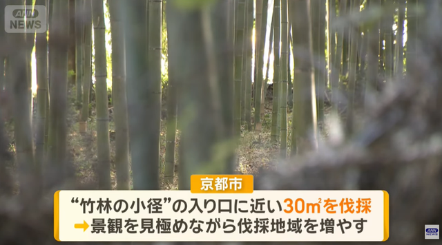 日本网红打卡地快被外国游客 “霍霍” 没了？京都岚山被逼砍竹林！