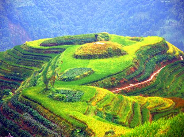 广西旅游：探寻壮丽奇观龙脊梯田（图）