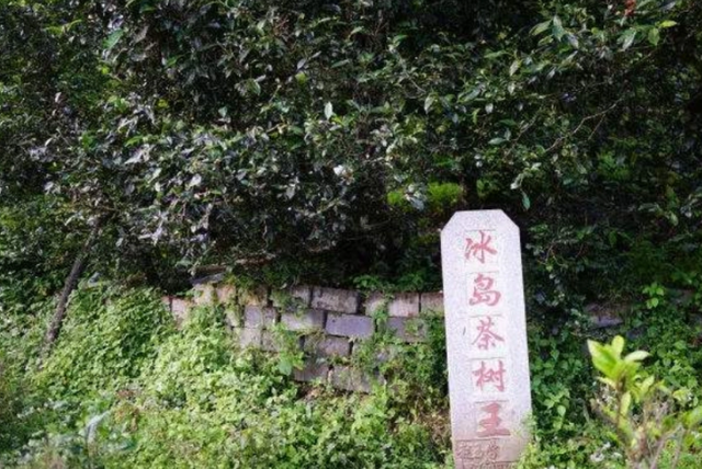 云南大山深处一村落：家家都住别墅，满山都是摇钱树收入不菲