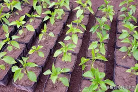 不管移栽什么菜苗，把这几点记住了，缓苗快长势还茂盛，实用技巧图片