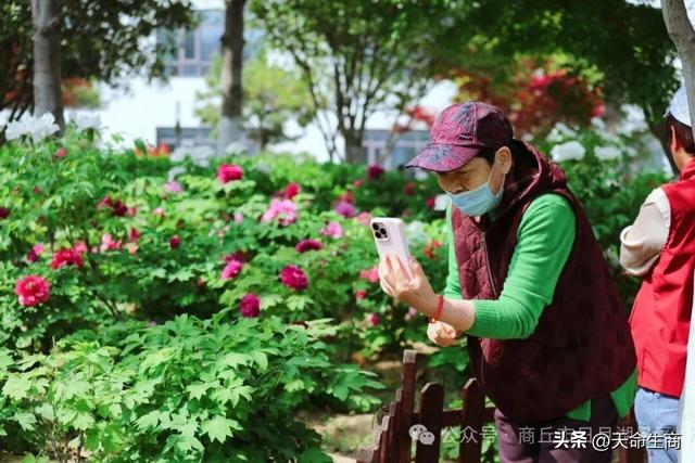 商丘市日月湖景区牡丹花开