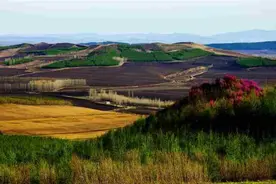 是谁在砸中国人的饭碗？400年才形成的黑土，4元一斤盗卖给海外图片