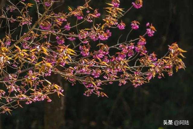 灵鹫山的野樱花快谢了,今年还没看的就别去打扰无为寺的清静啦