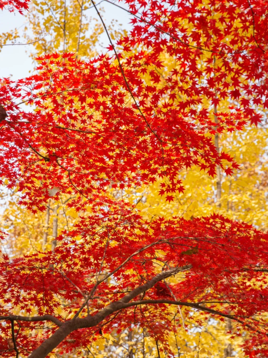 临沂「红杉」「红枫」浓度拉满，出片率100%