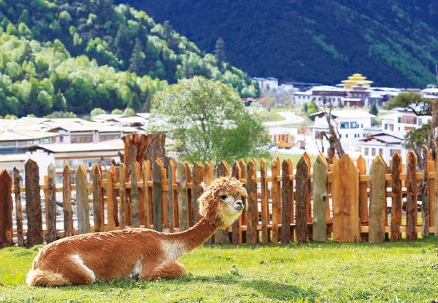 318国道最美小镇！鲁朗堪称神仙居住的地方