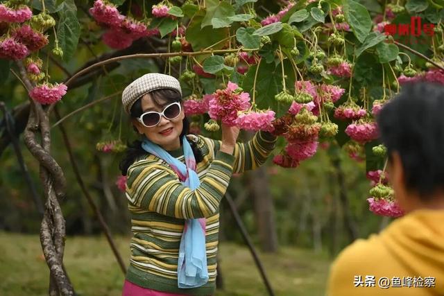 柳州下“花”了！粉色花海铺满人行道，还有“红色瀑布”超出片~回暖在这天→