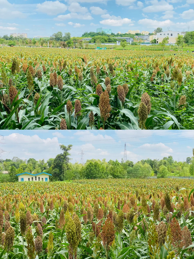 速去！粉黛花海、火红高粱超出片，不愧是成都公园NO.1