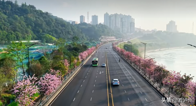 泸州限定浪漫！二环路、兆和路迎来紫荆花盛放期