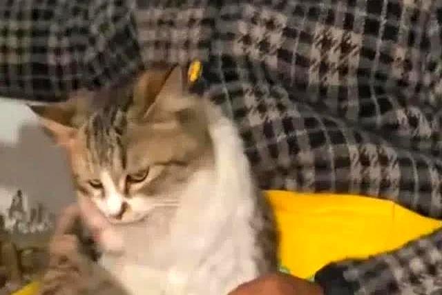 狸花猫打架输了，回家气呼呼地喝水，奶奶在旁一边安慰一边支招