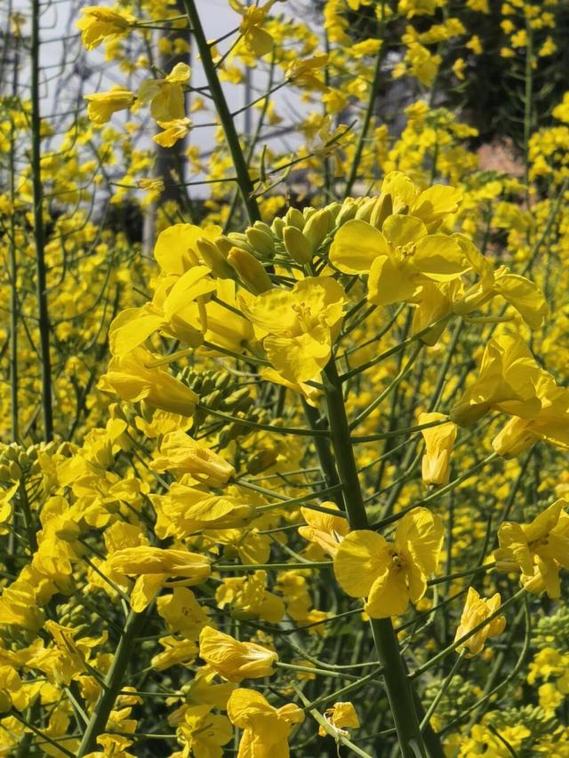 满目金黄香百里，一方春色醉千山：邂逅油菜花里的诗意春天