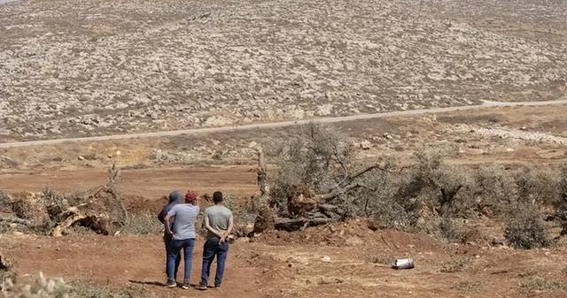 巴勒斯坦七旬农民橄榄林被毁，真相曝光	，令人心寒