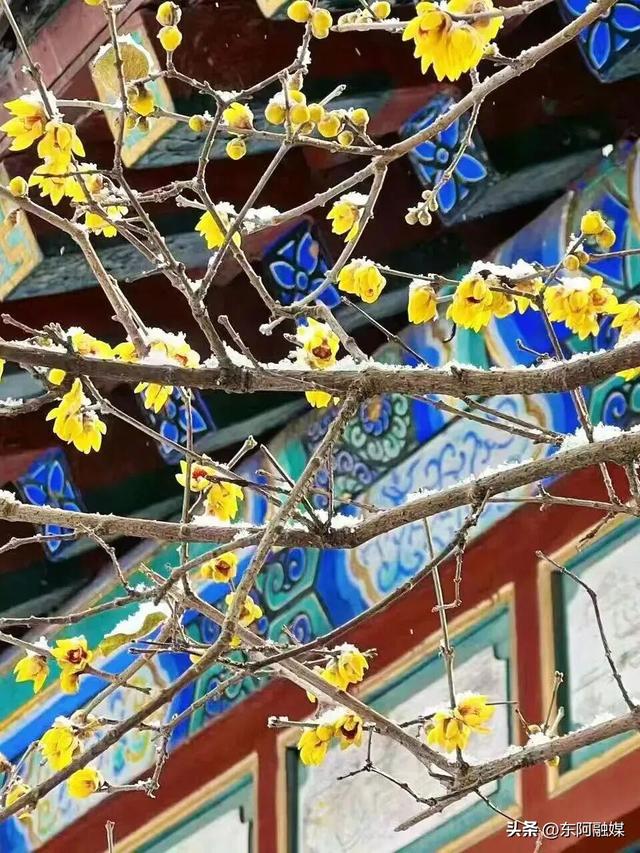 山东的第一波蜡梅开啦！快来邂逅这份冬日限定的浪漫