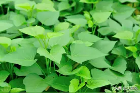 红薯茎：被忽视的营养金矿，揭秘增强免疫力的自然法图片