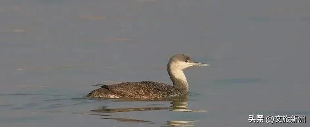 水上森林“红”了！武汉冬日观鸟秘境，邂逅油画里的万鸟齐飞