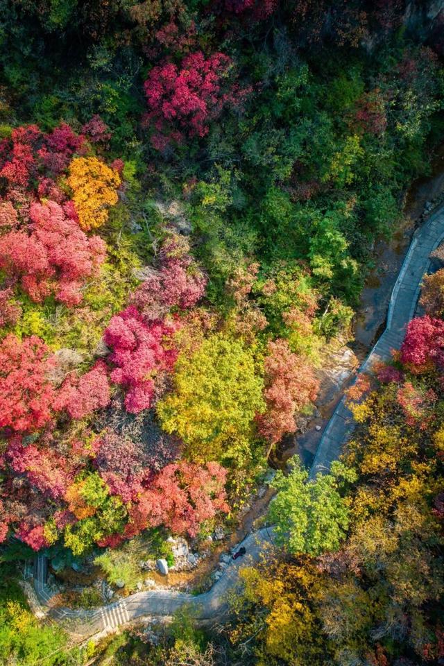 来淄博“捡秋”！海岱楼、周村大街…全被捡出来了→