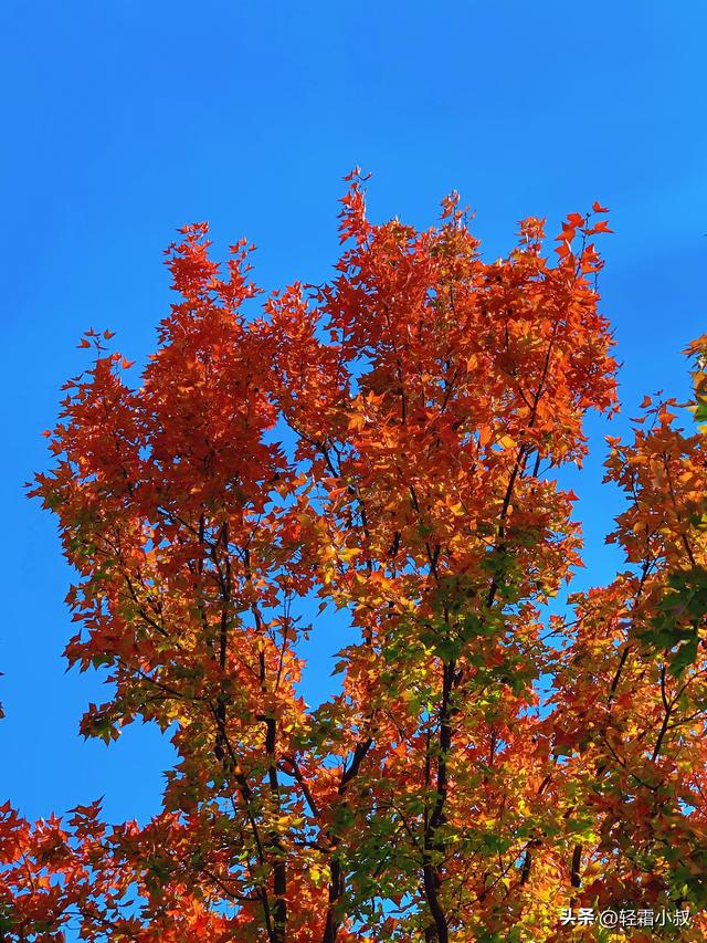 秋霜寒，秋叶艳，秋林醉，在家乡小城，邂逅一场姗姗来迟的秋景