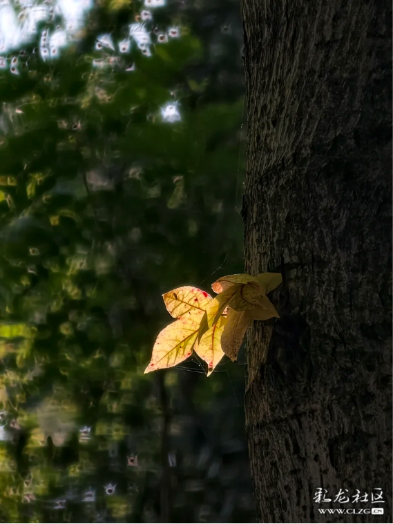 立冬 昆明植物园拾秋