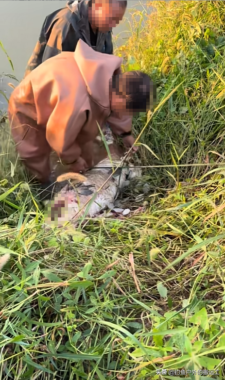 如获至宝？巨型青鱼“暴尸”江边！湖北3男子忍着臭味抠出青鱼石