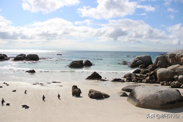 南部非洲：南非开普敦企鹅岛