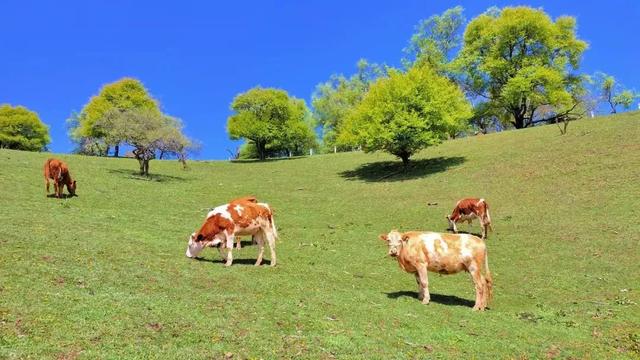 关山草原入园须知丨安全游玩 · 文明赏景 · 快乐同行