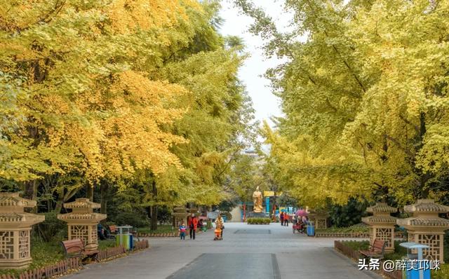 临邛古城银杏季,从浅黄到满树的鎏金,阳光温柔绵长