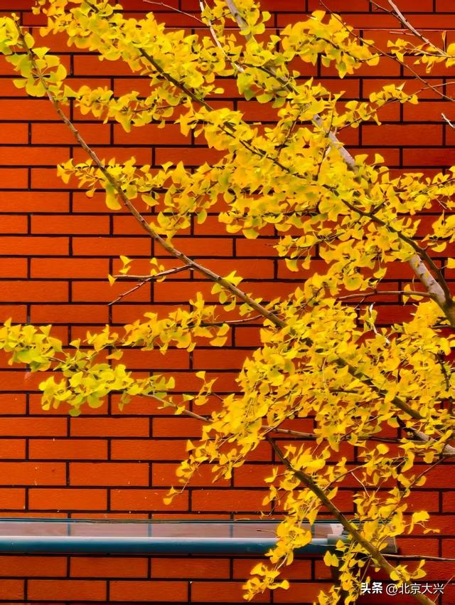 这果子的“歹毒”，足以毁掉整条大道的浪漫……怎么破？