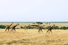 即将免签！肯尼亚旅游市场迎中国“流量”图片